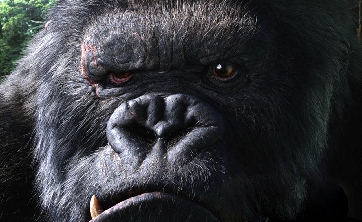 Cool Gorilla Wallpapers