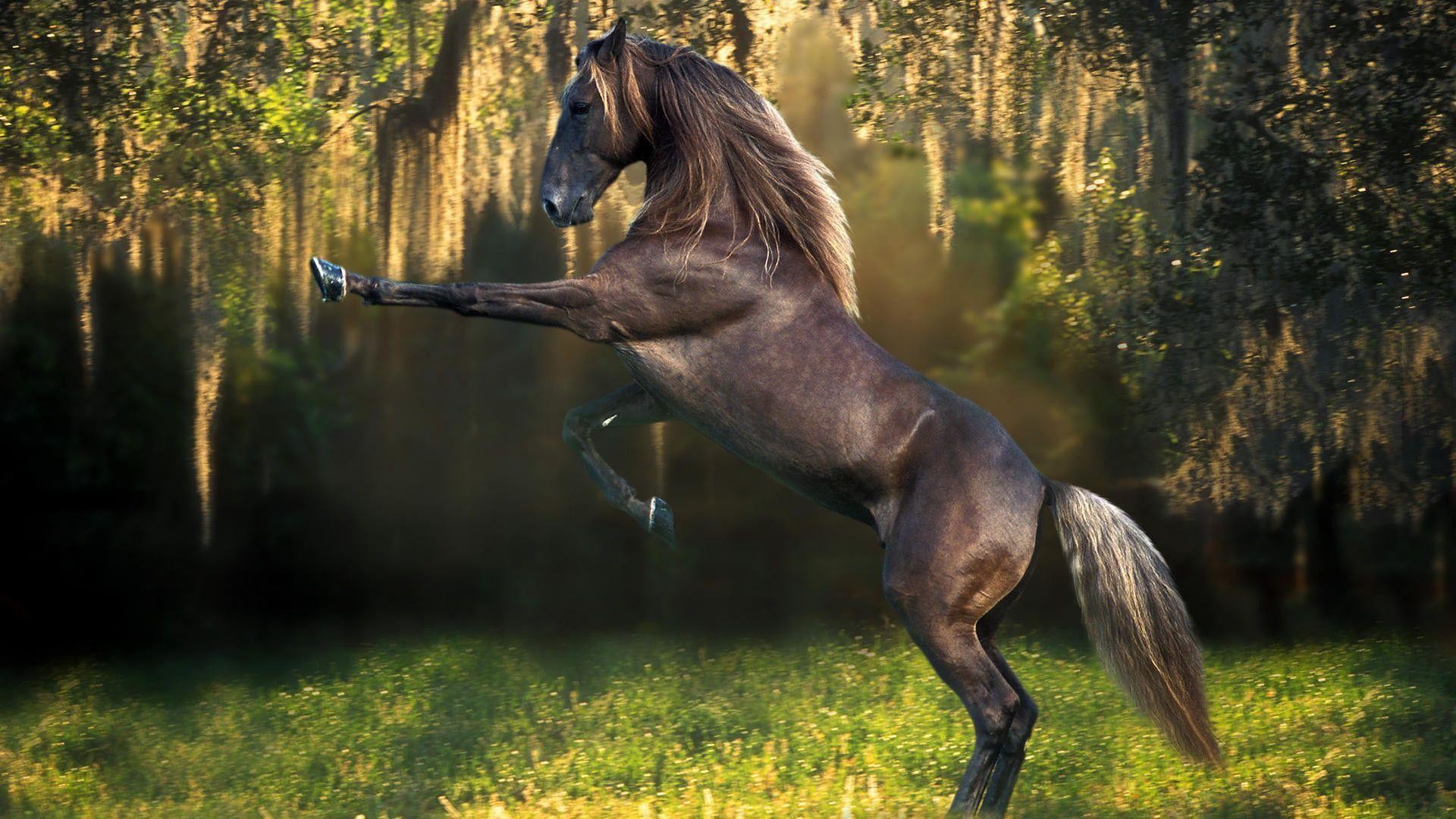 Cool Horse Wallpapers