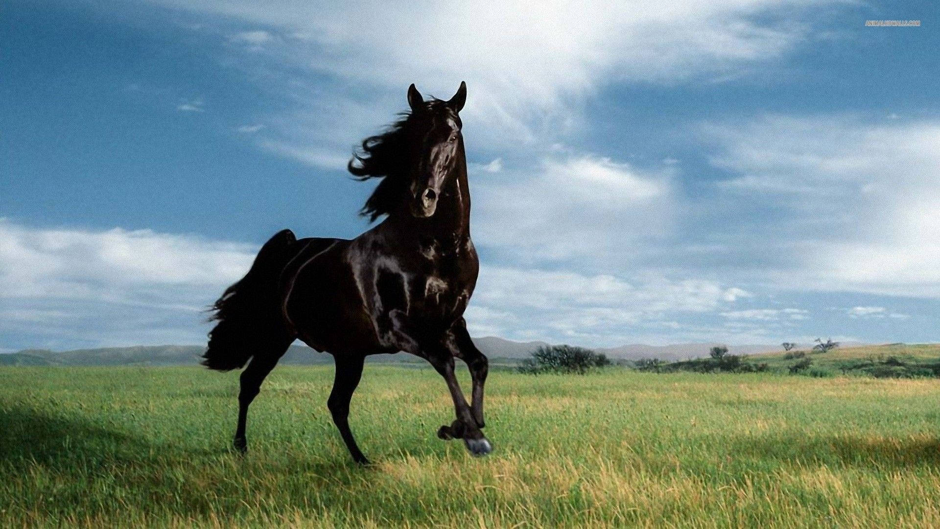 Cool Horse Wallpapers