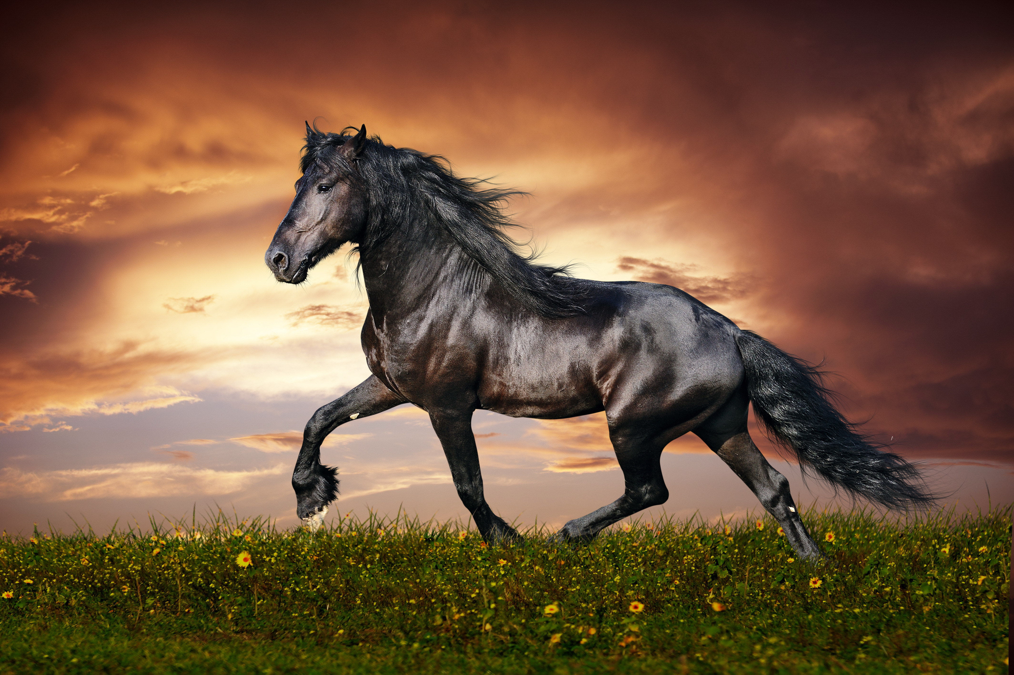 Cool Horse Desktop Wallpapers