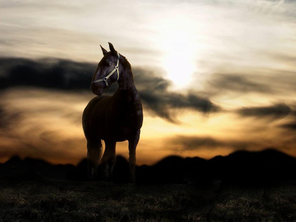 Cool Horse Desktop Wallpapers