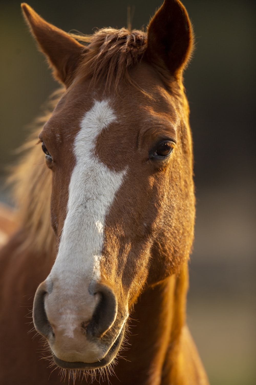 Cool Horse Desktop Wallpapers