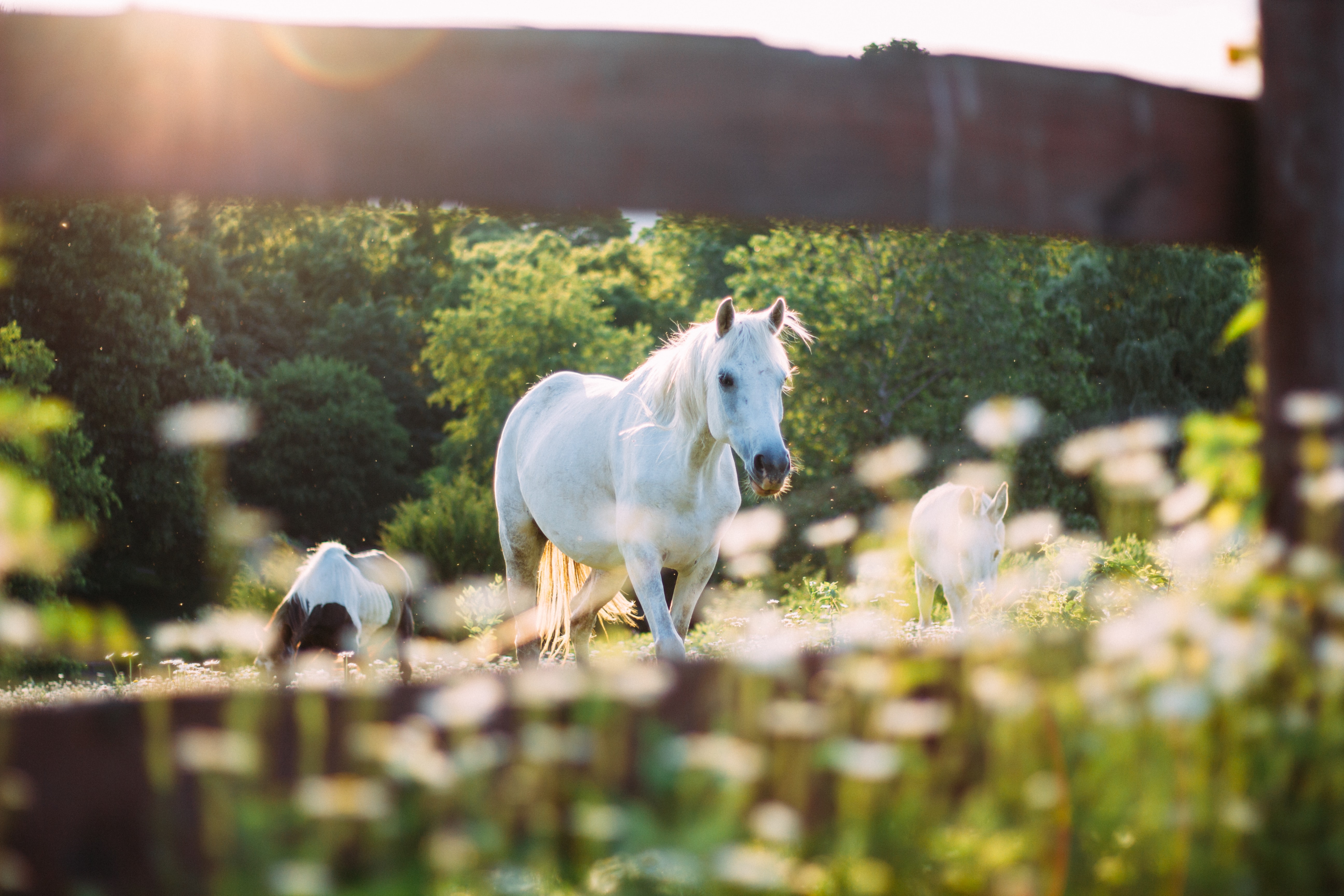 Cool Horse Desktop Wallpapers