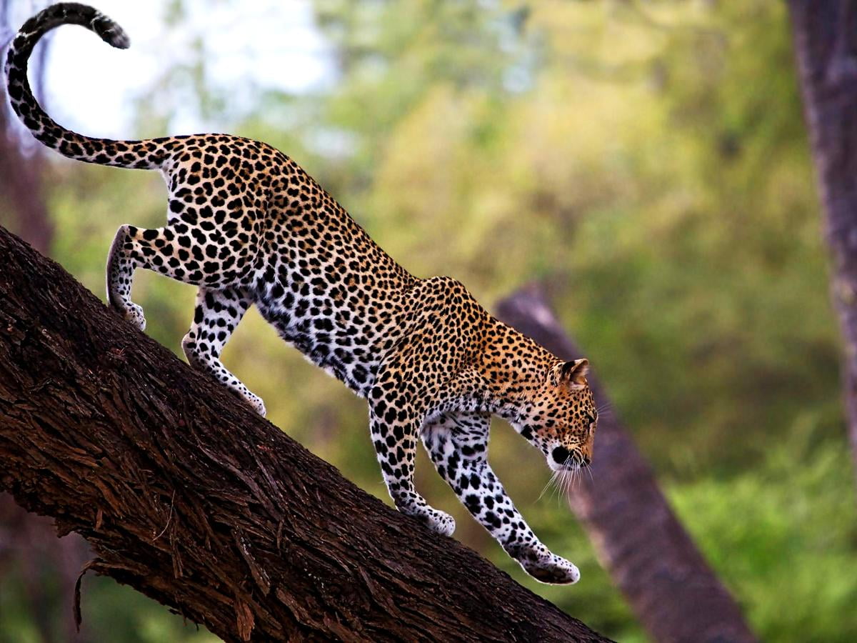 Cool Leopard Wallpapers