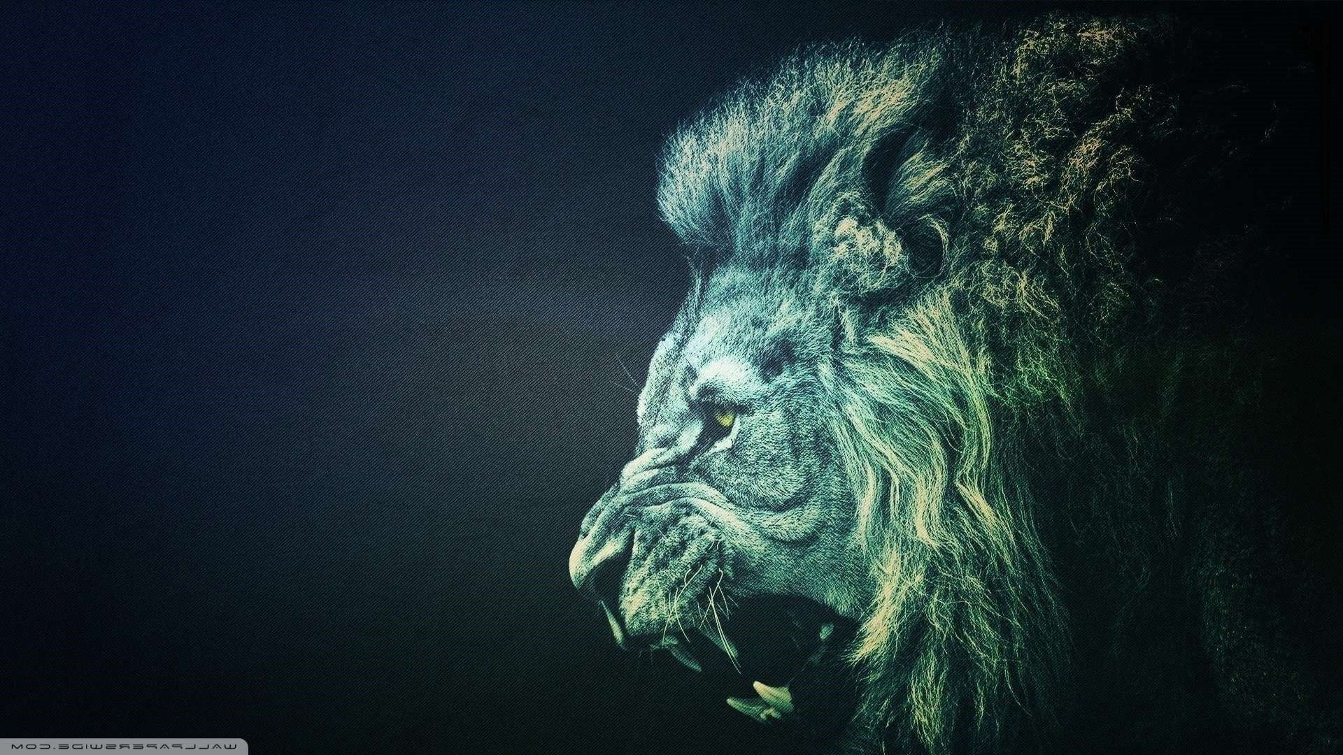 Cool Lion Wallpapers