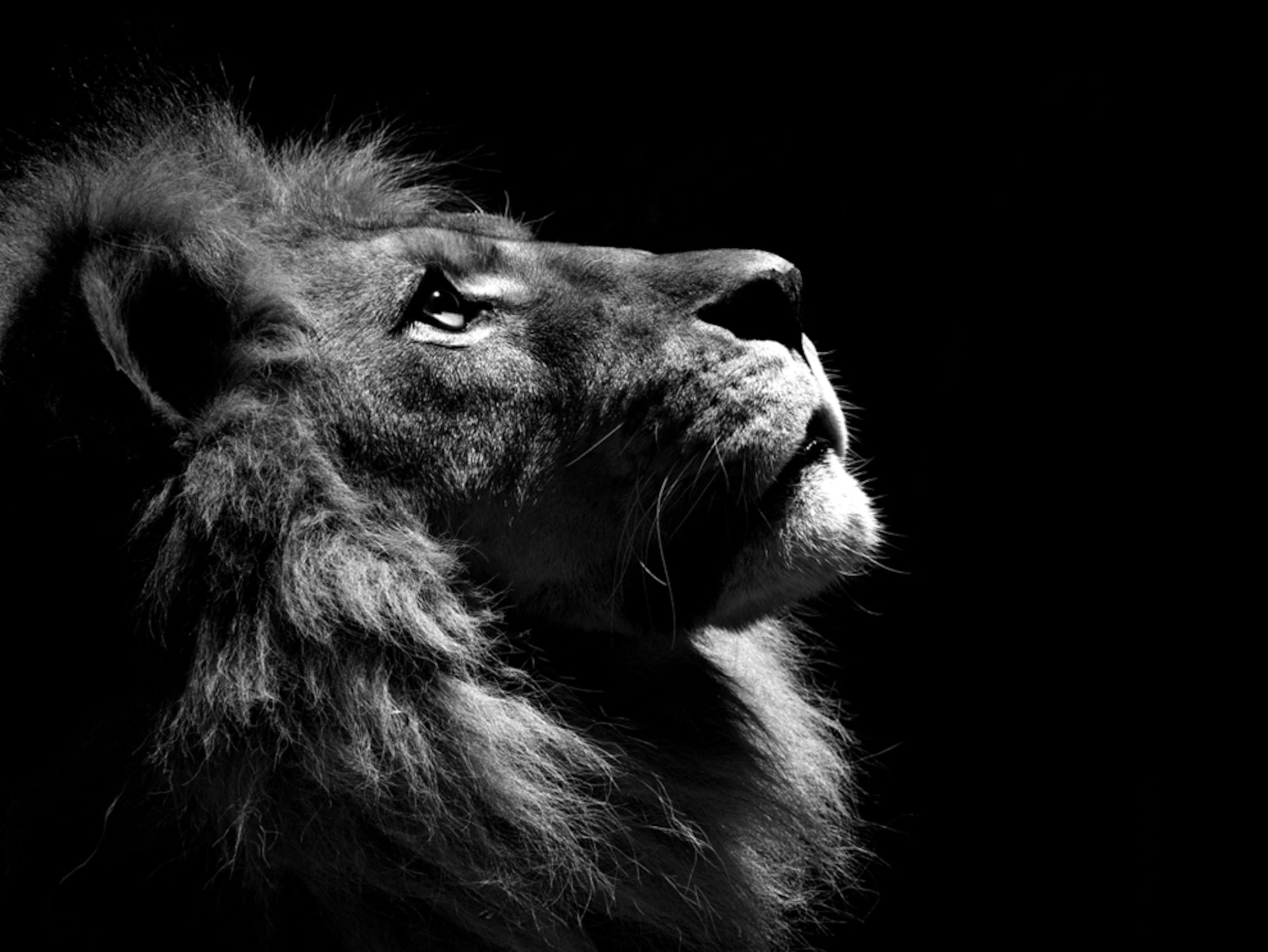 Cool Lion Wallpapers