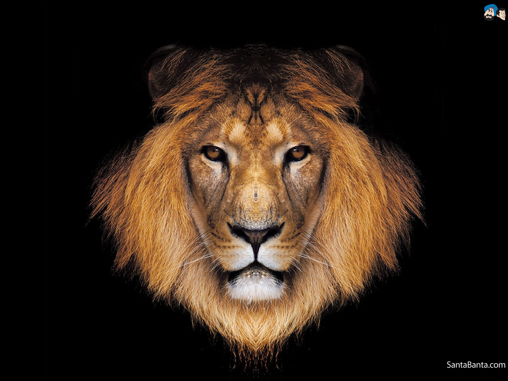 Cool Lion Wallpapers