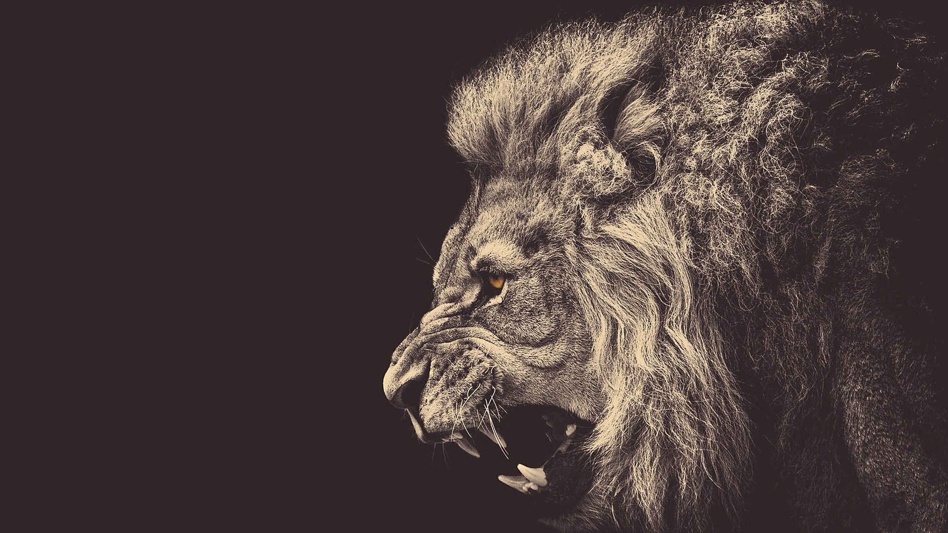 Cool LionWallpapers