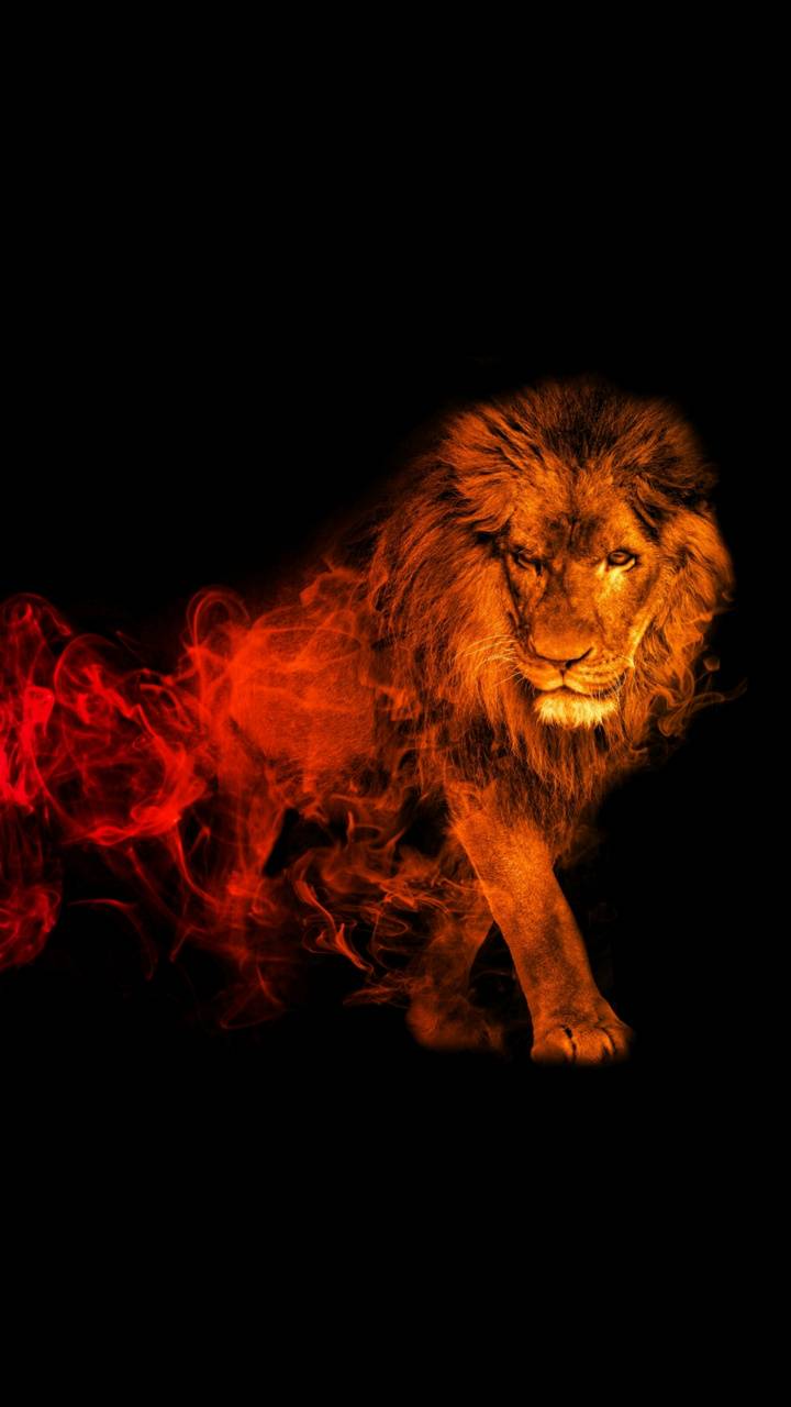 Cool LionWallpapers