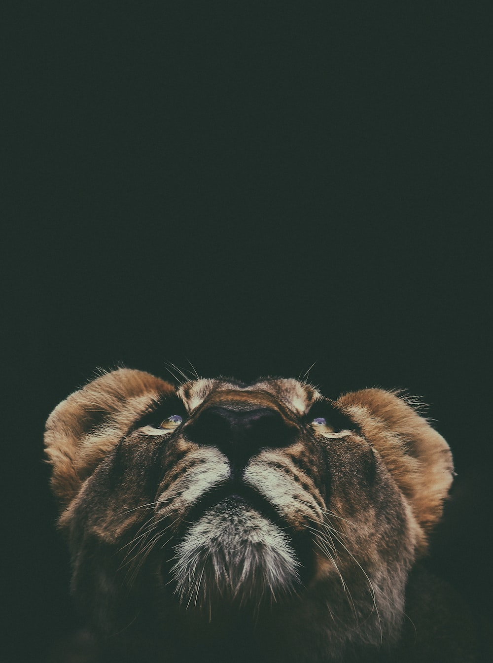 Cool LionWallpapers