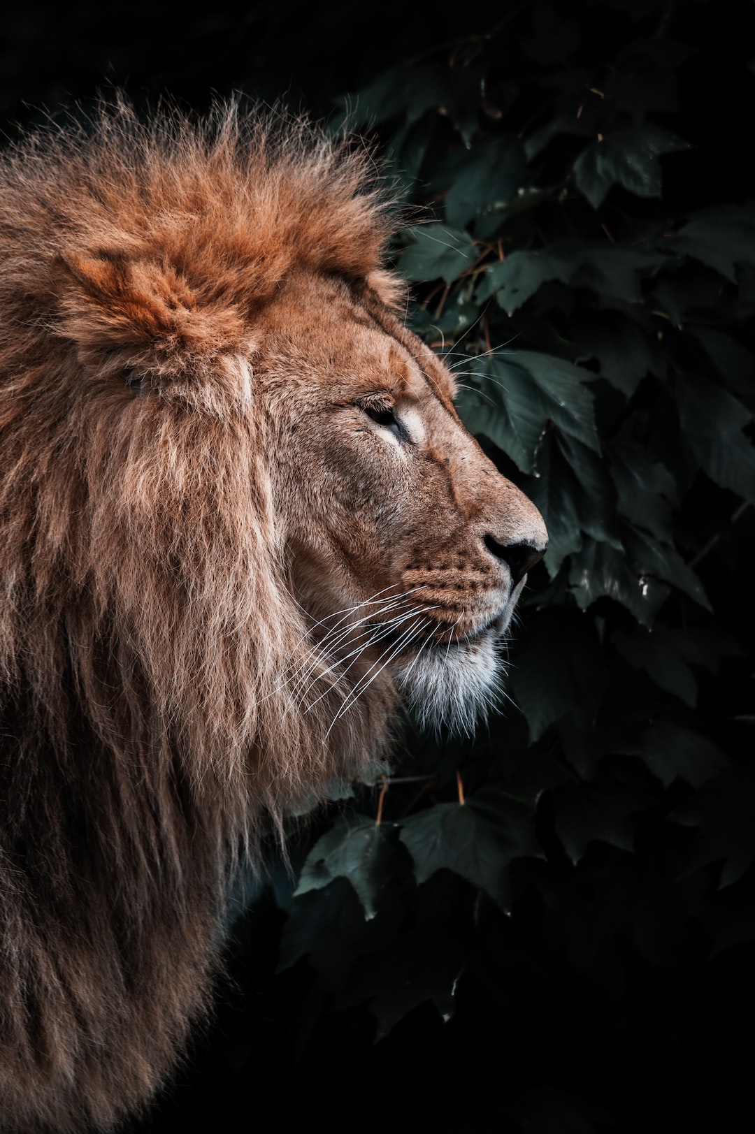 Cool LionWallpapers