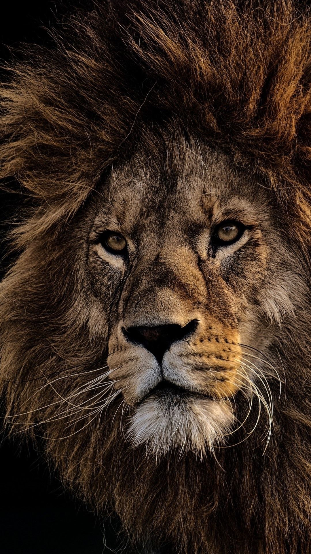 Cool LionWallpapers