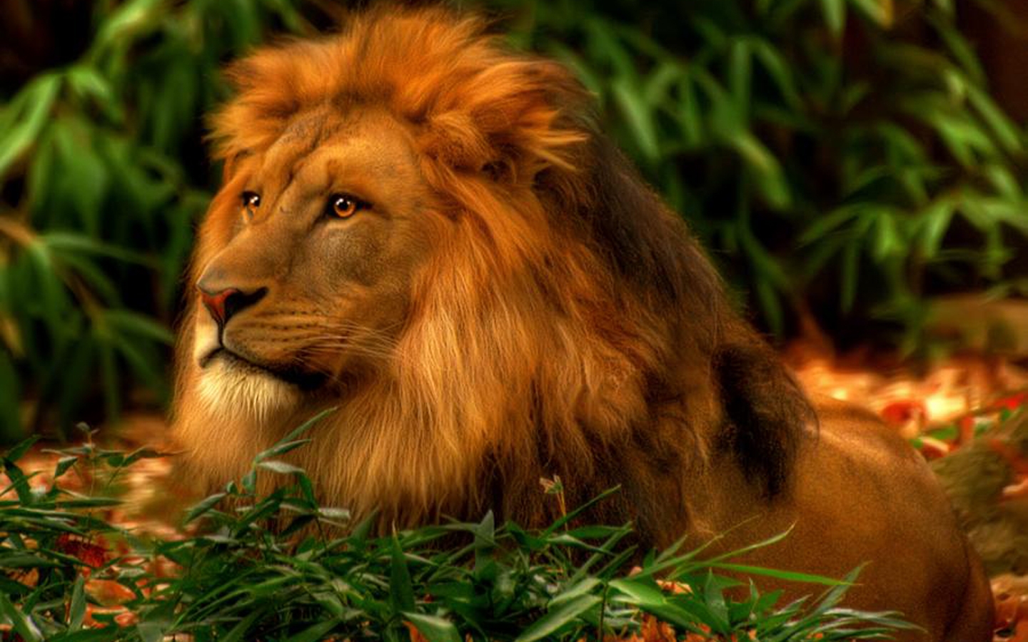 Cool LionWallpapers