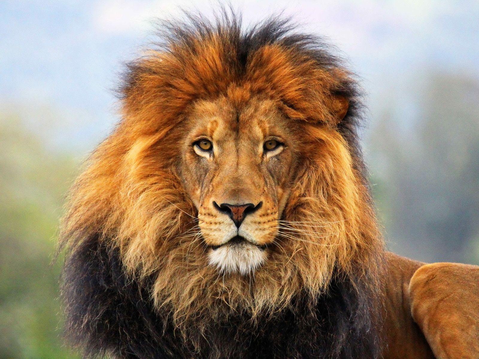 Cool LionWallpapers