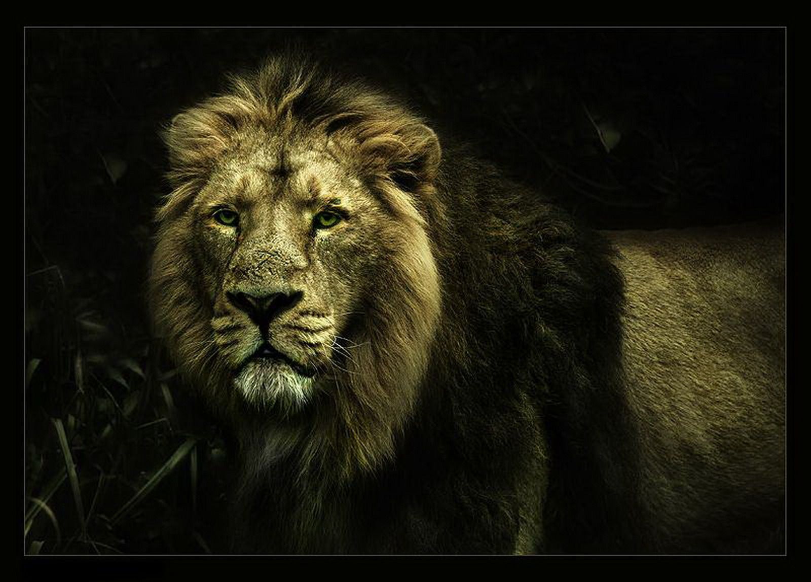 Cool LionWallpapers