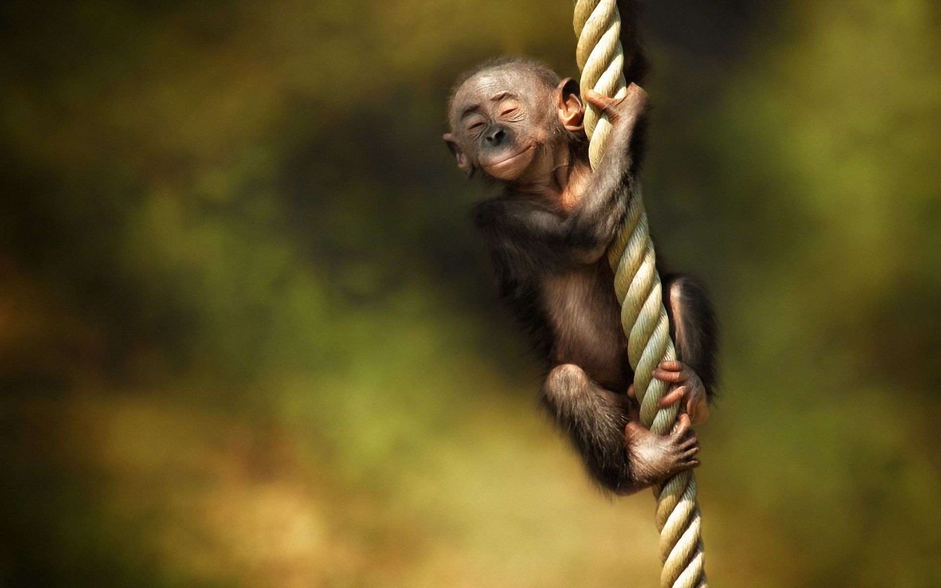 Cool MonkeyWallpapers