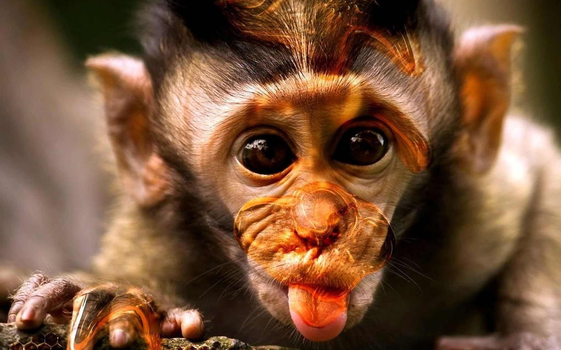 Cool MonkeyWallpapers