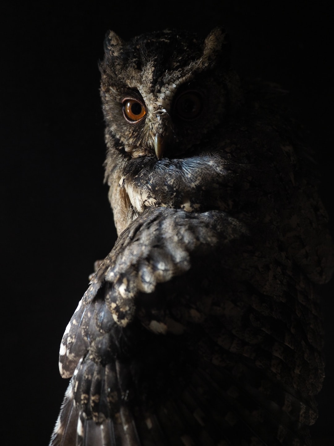 Cool Owl Wallpapers