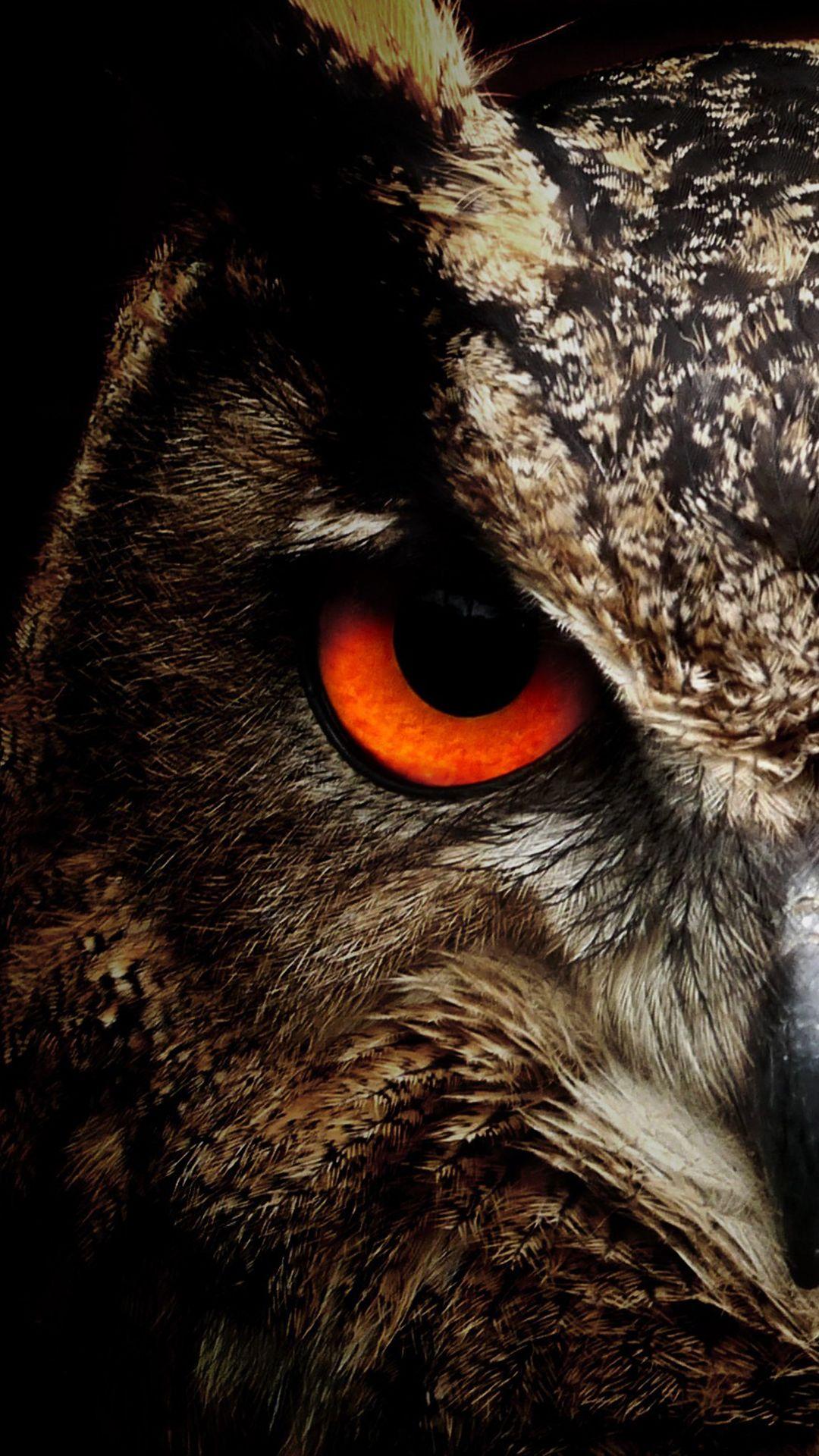 Cool Owl Wallpapers