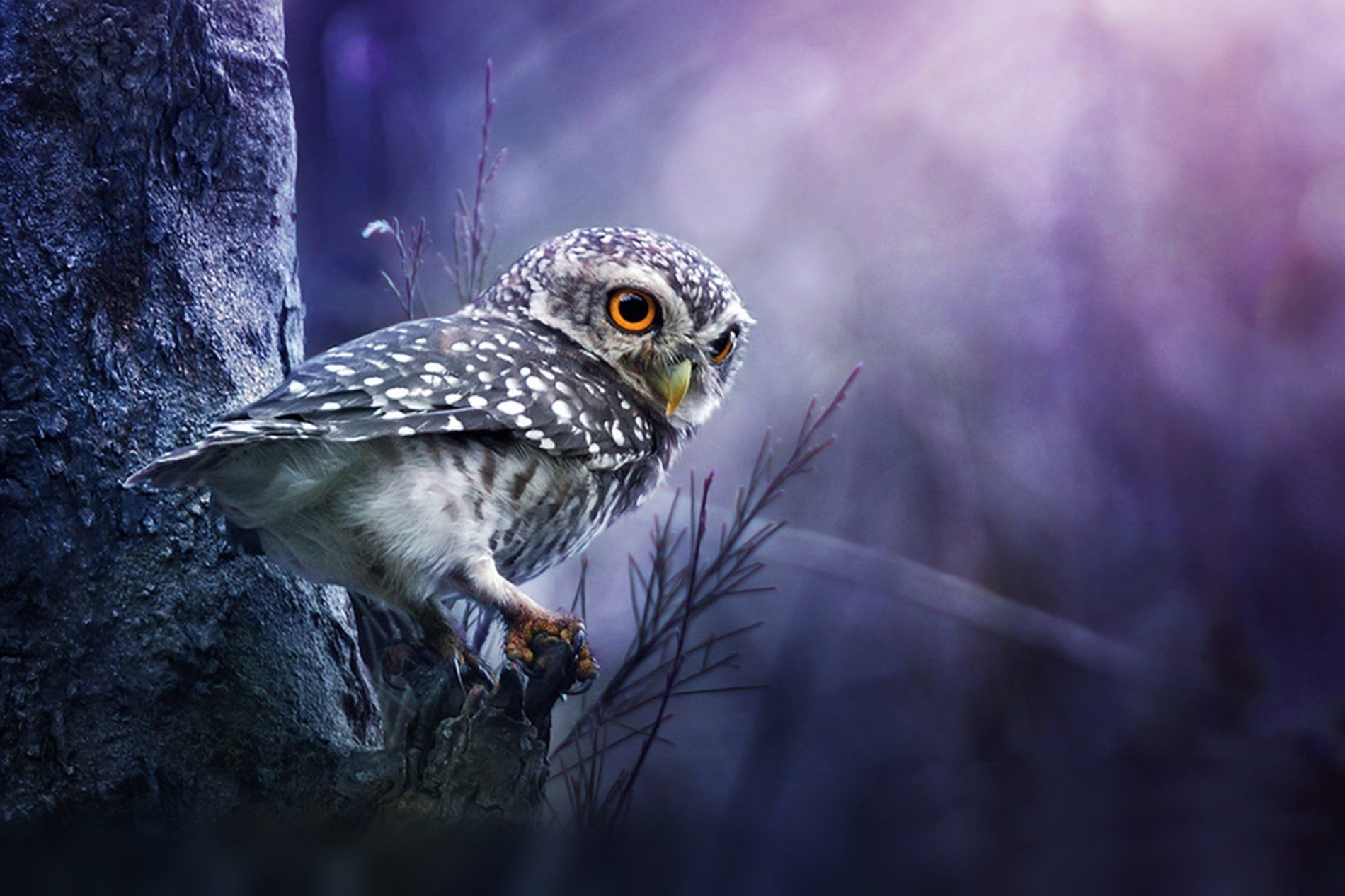 Cool Owl Wallpapers