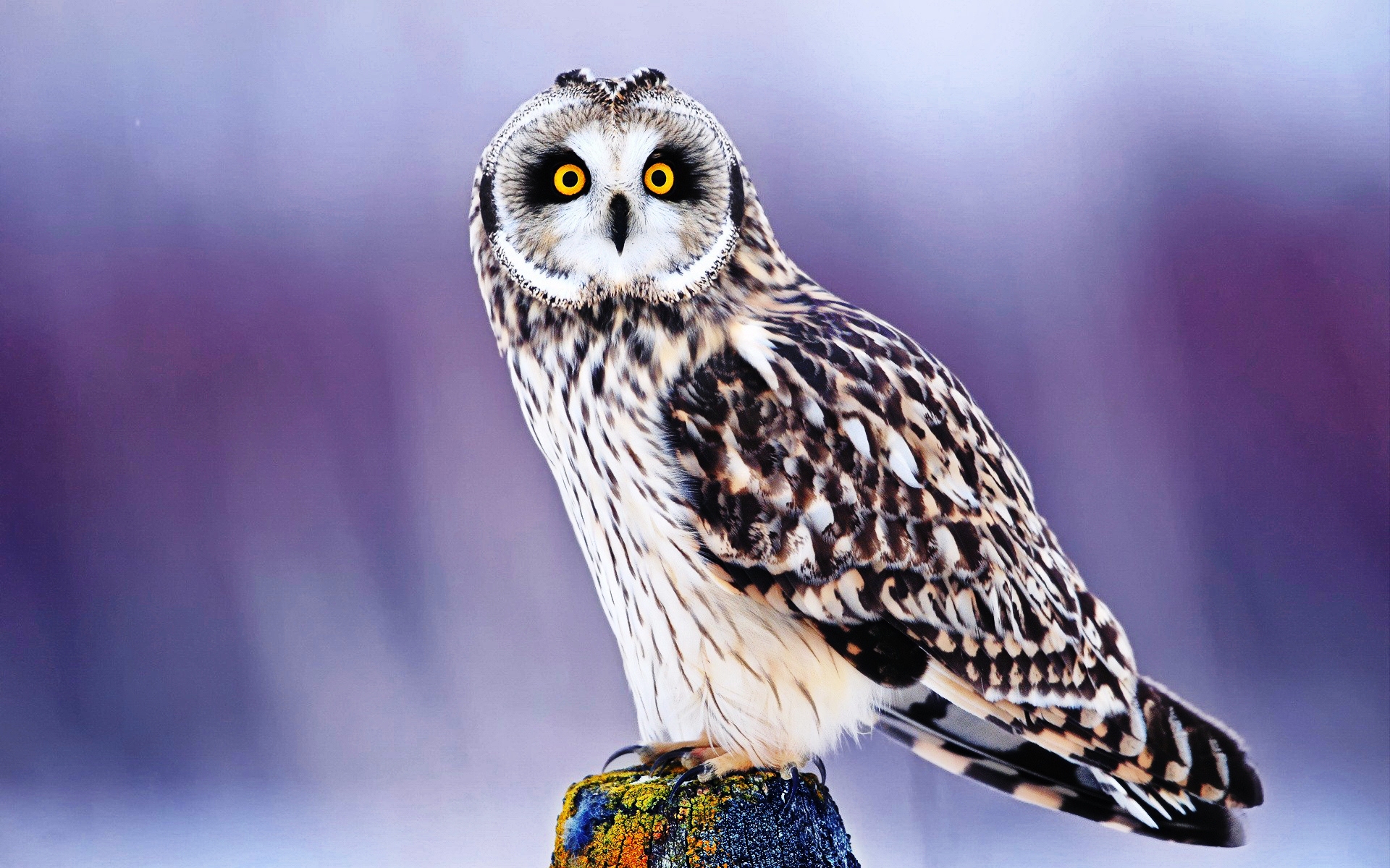 Cool Owl Wallpapers