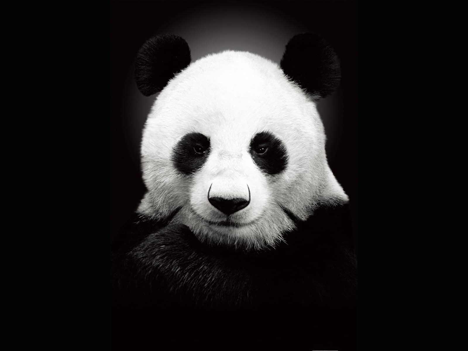 Cool Panda Wallpapers