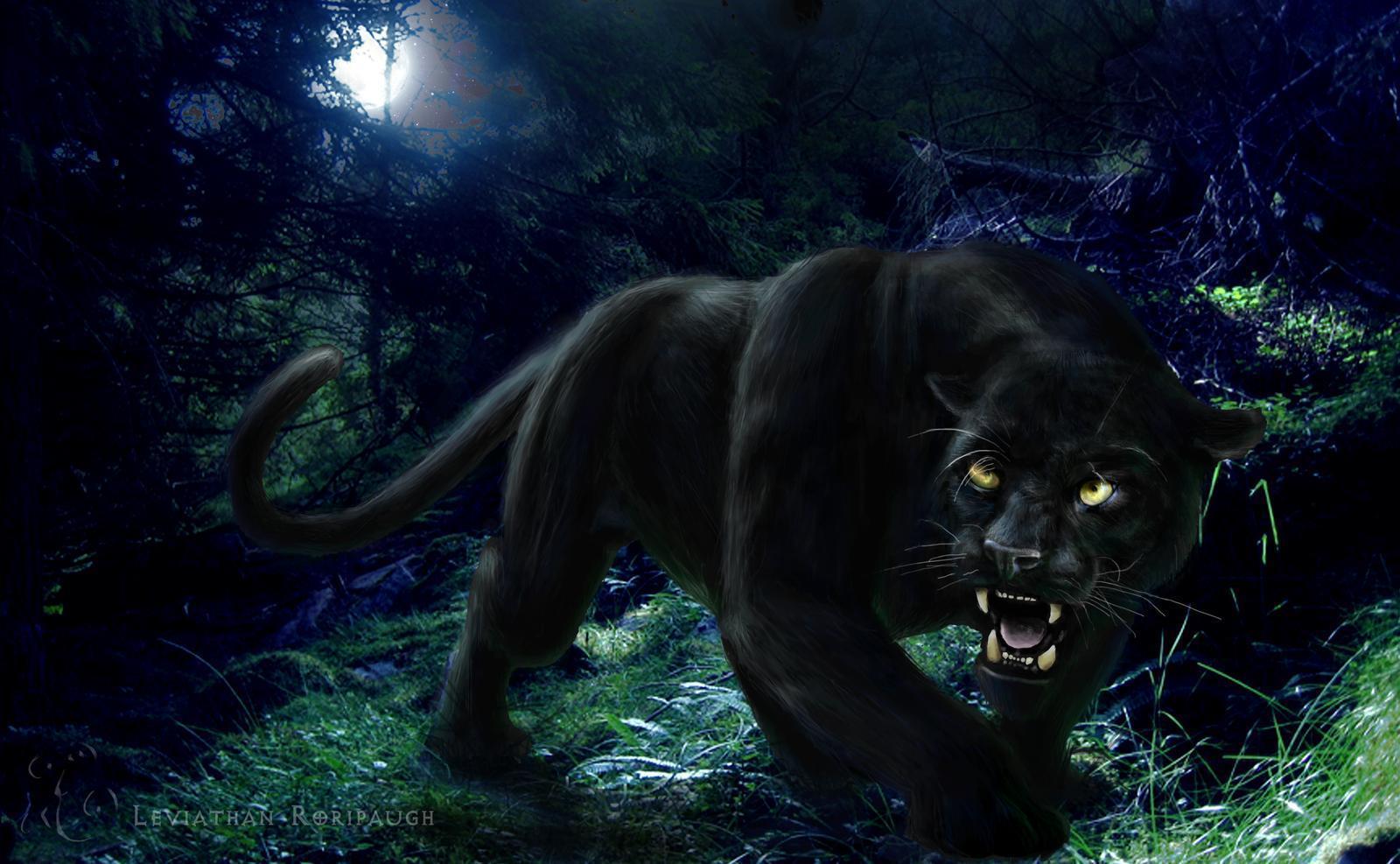 Cool Panther Wallpapers