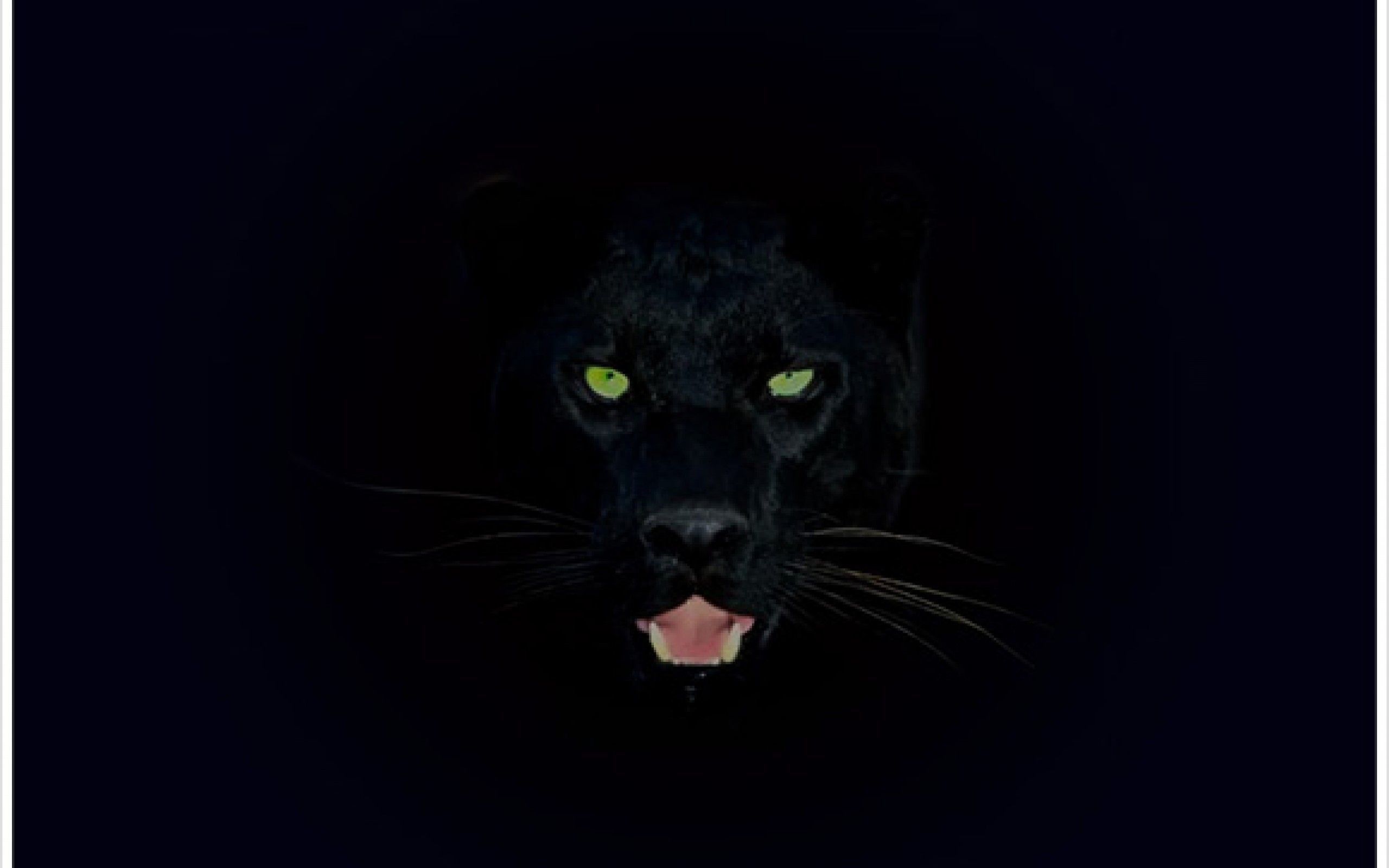 Cool Panther Wallpapers