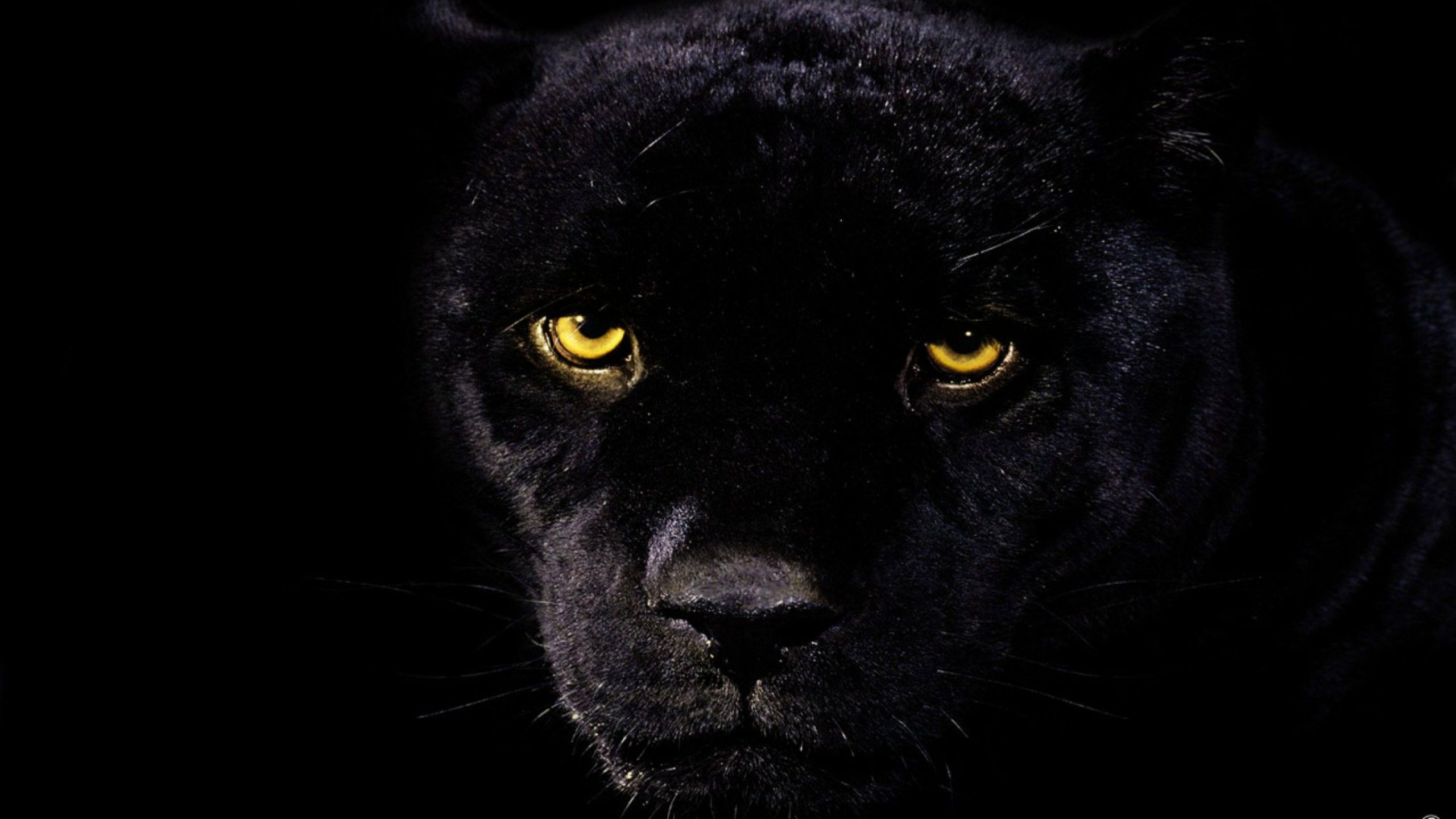 Cool Panther Wallpapers