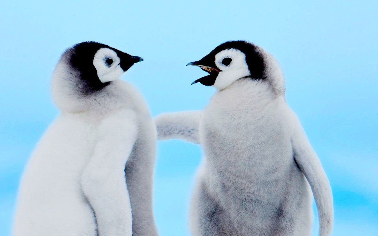 Cool Penguin Wallpapers