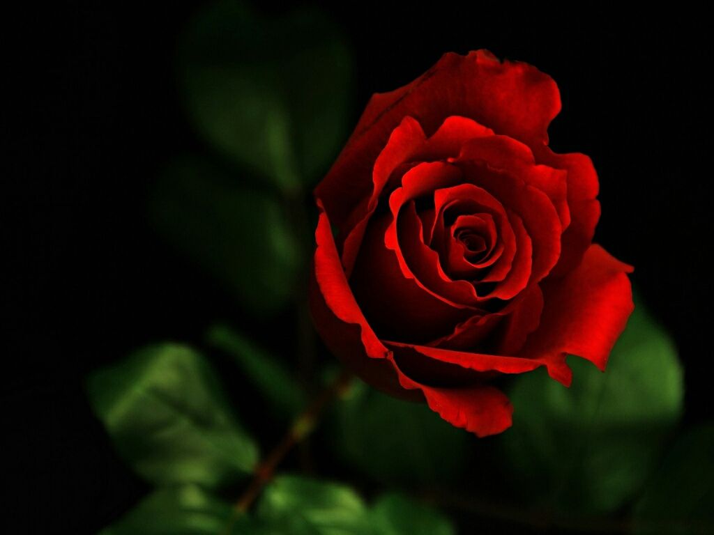 Cool RoseWallpapers