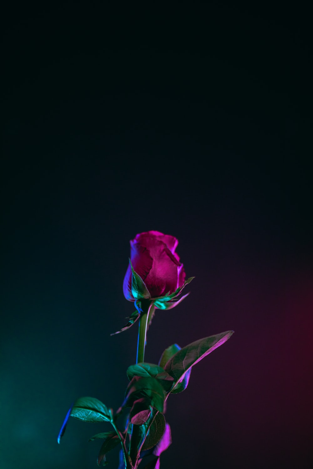 Cool RoseWallpapers