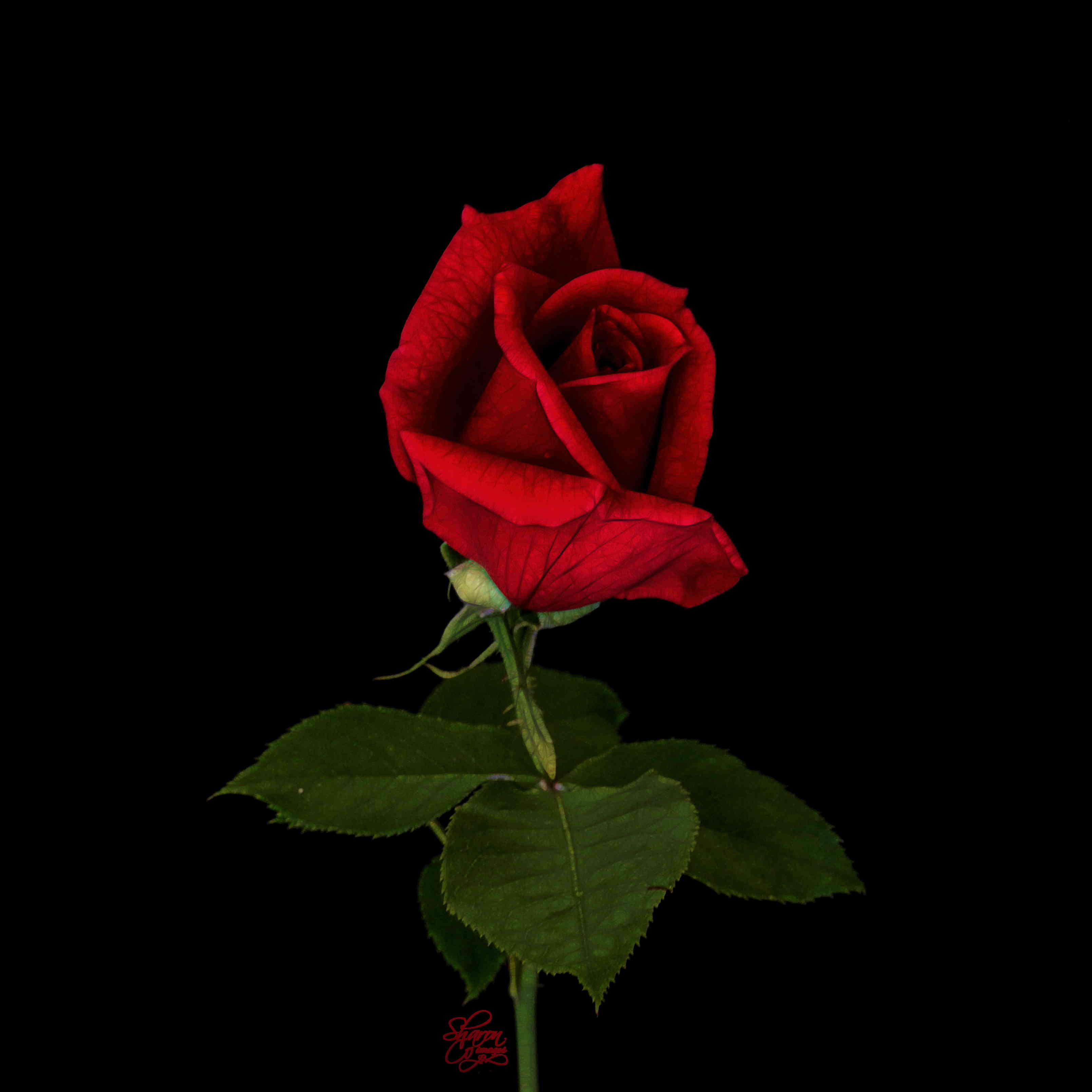 Cool RoseWallpapers