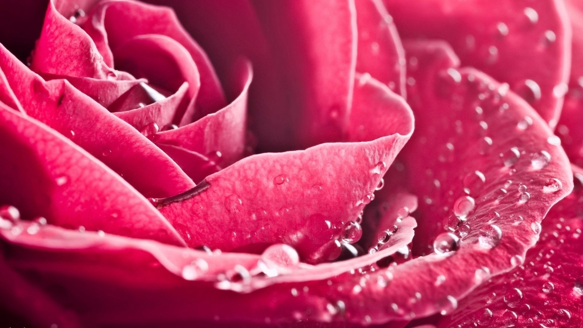 Cool RoseWallpapers