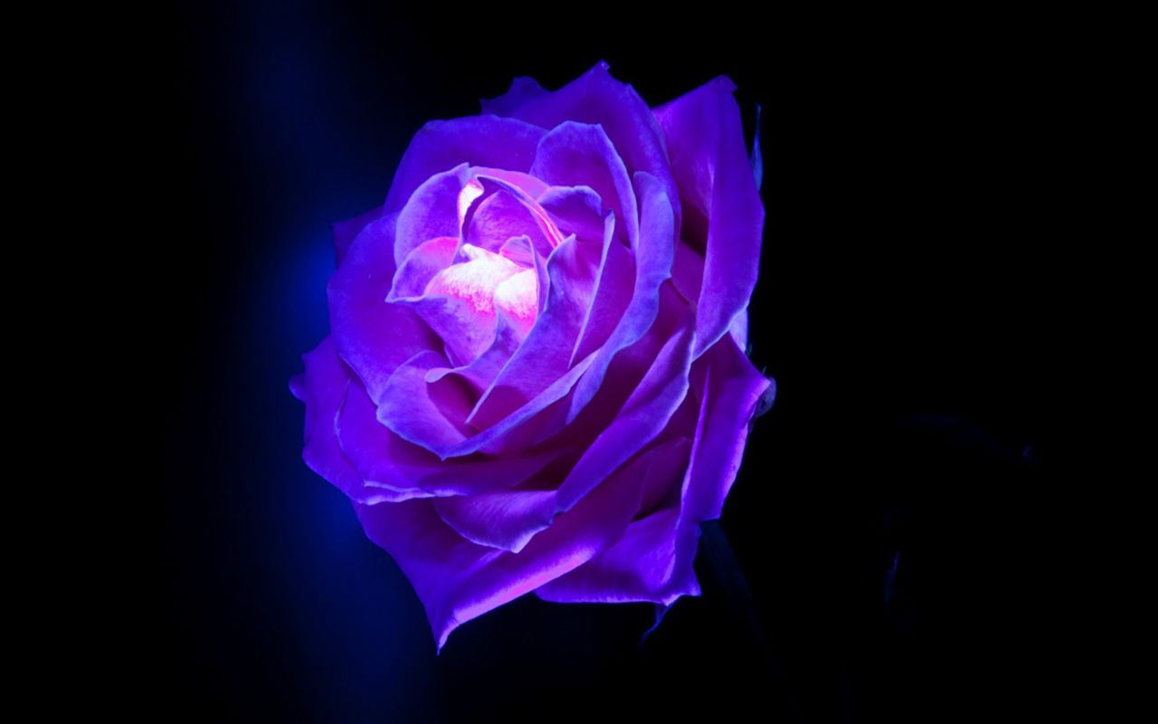 Cool RoseWallpapers