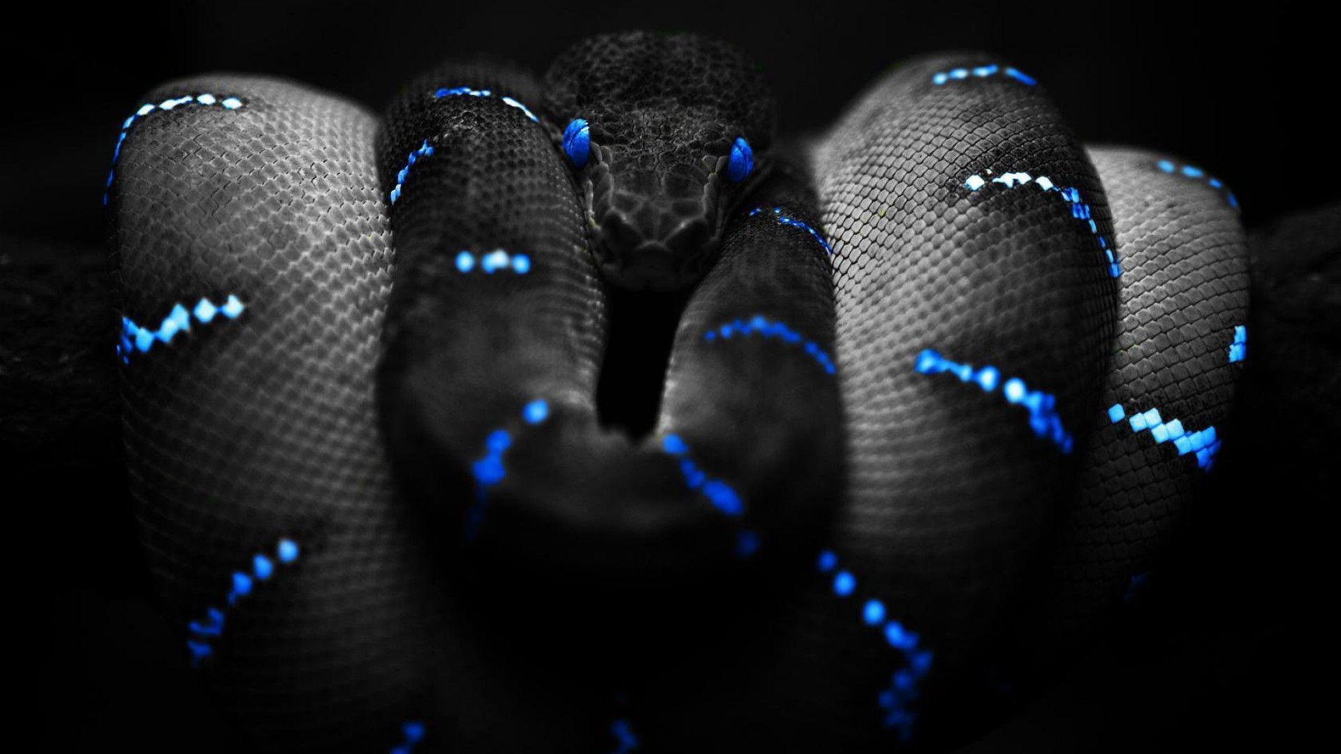 Cool SnakeWallpapers