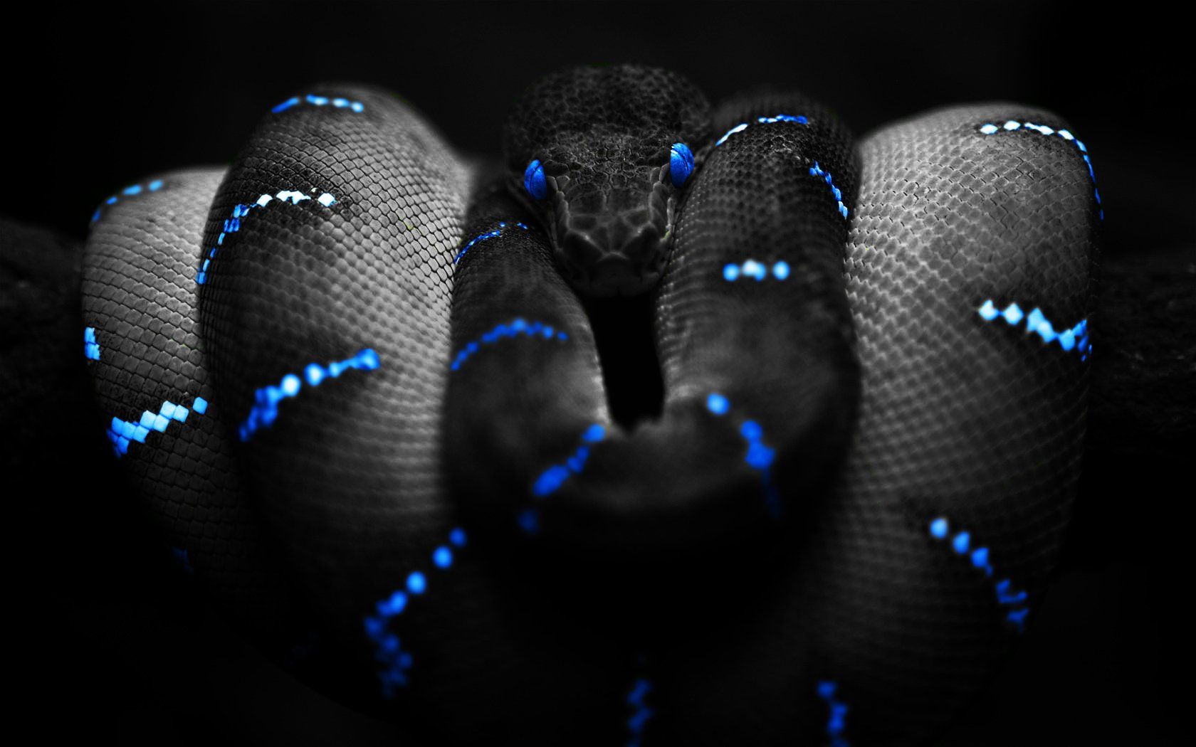 Cool SnakeWallpapers