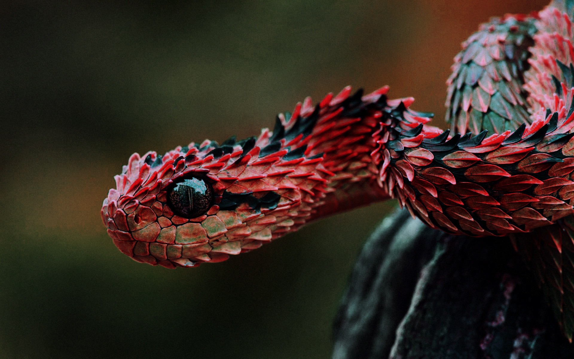 Cool SnakeWallpapers