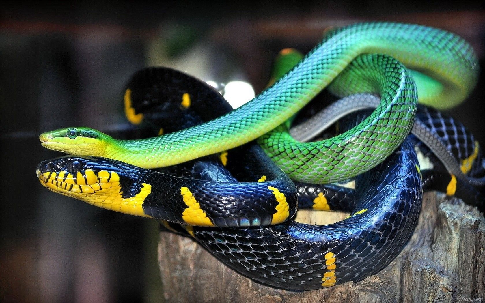 Cool SnakeWallpapers