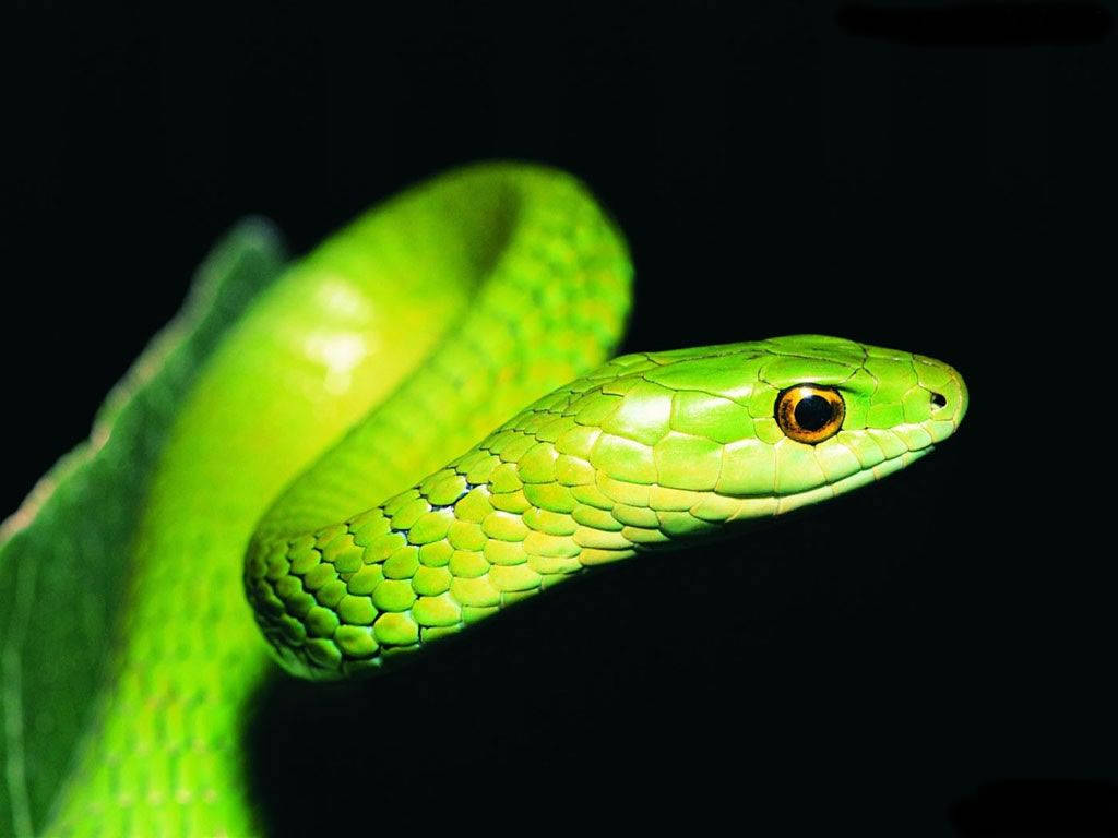 Cool SnakeWallpapers