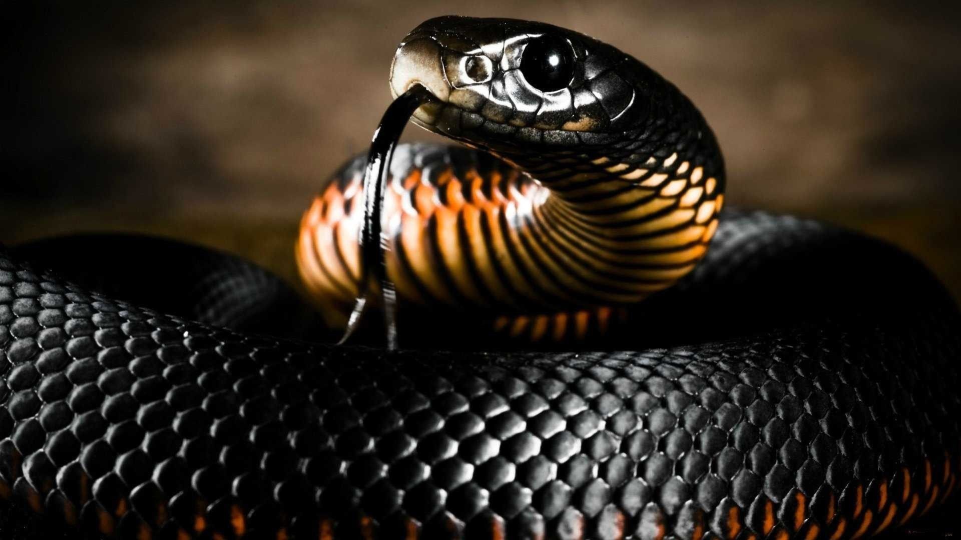 Cool SnakeWallpapers