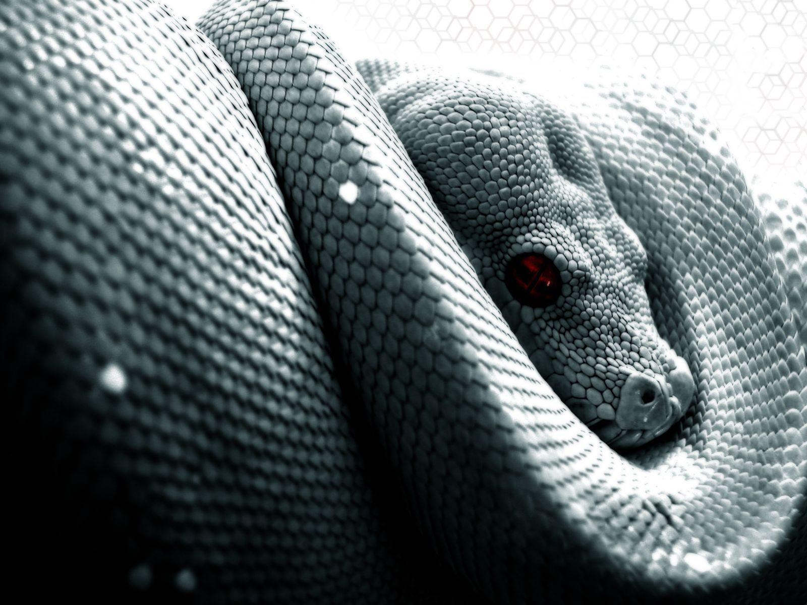 Cool SnakeWallpapers