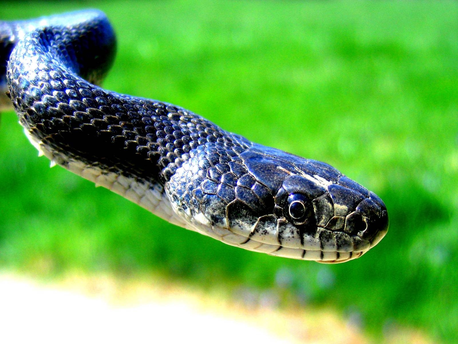 Cool SnakeWallpapers