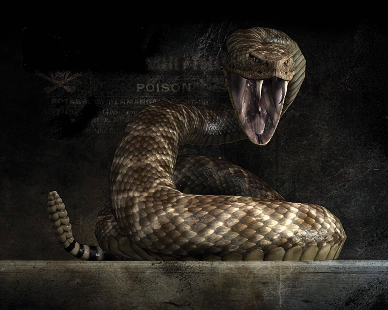 Cool SnakeWallpapers