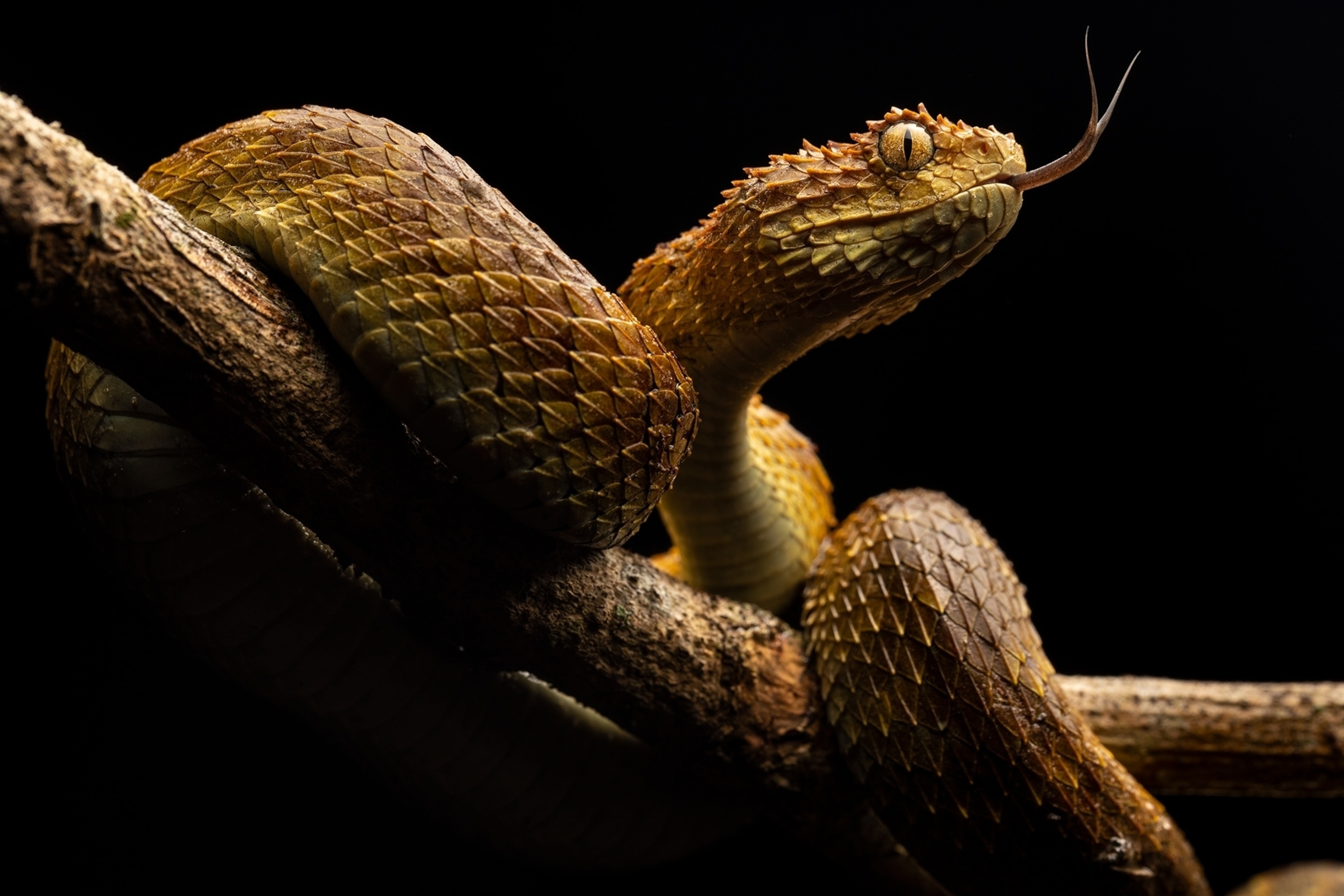 Cool SnakeWallpapers