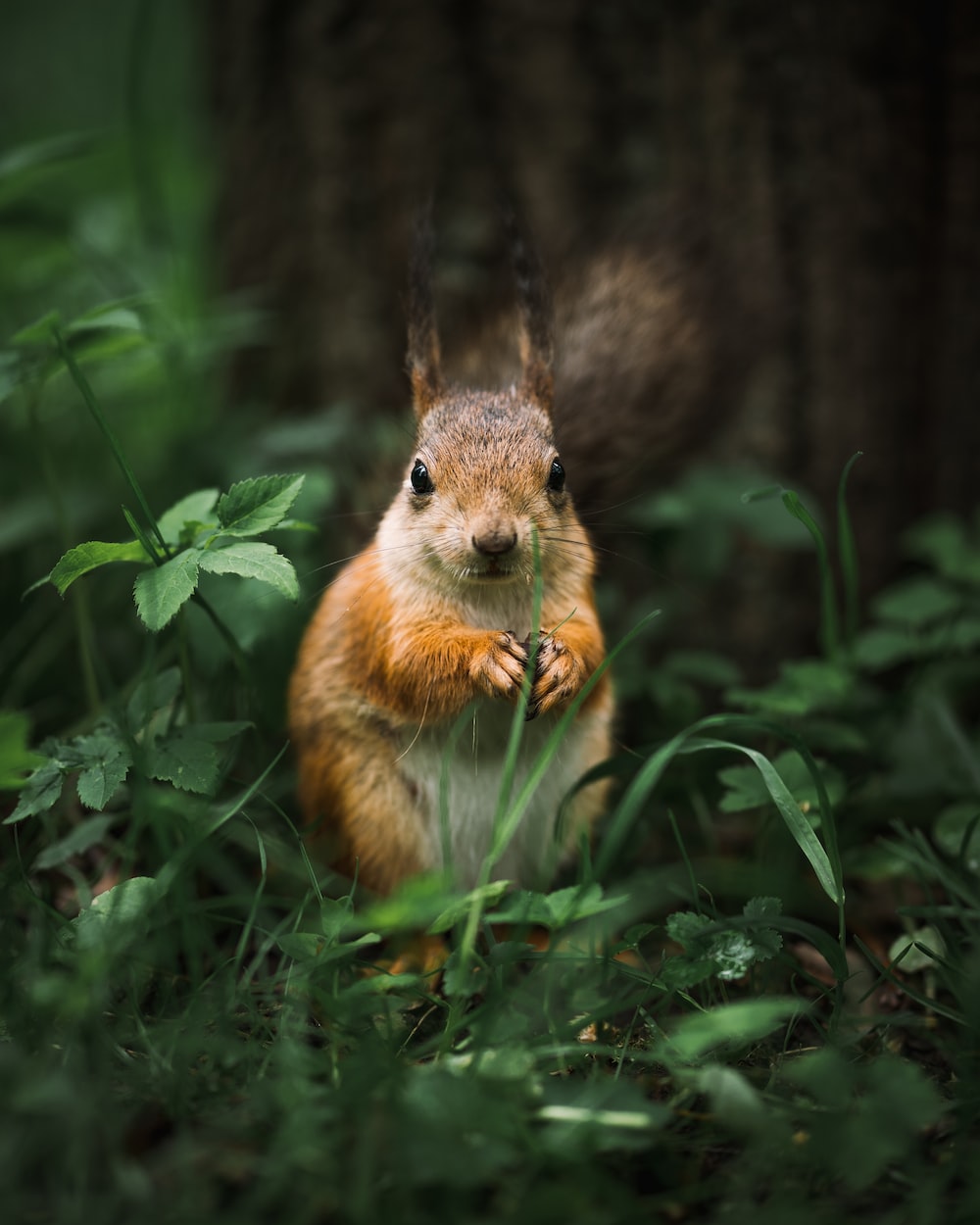 Cool Squirrel Wallpapers