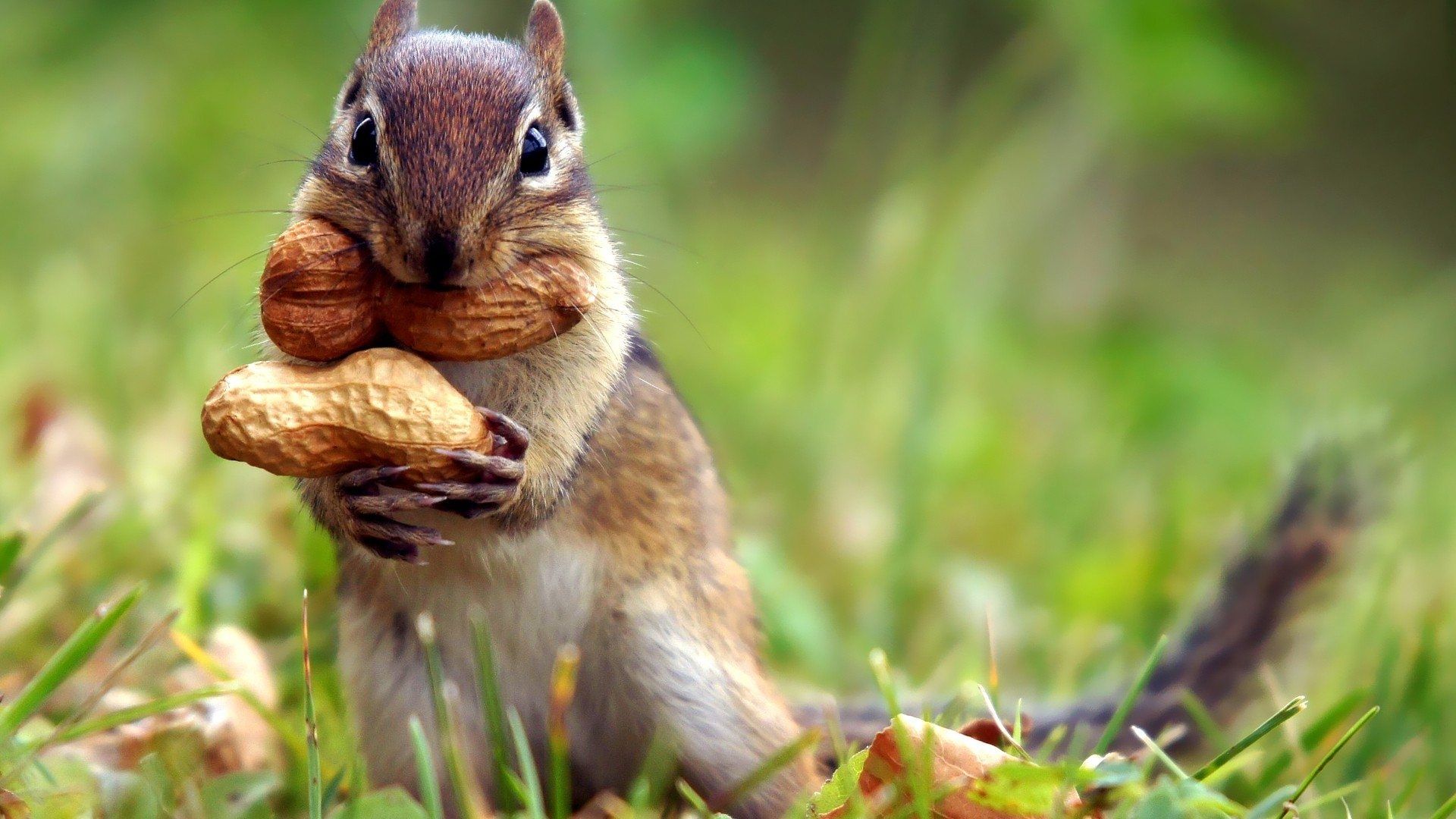 Cool Squirrel Wallpapers