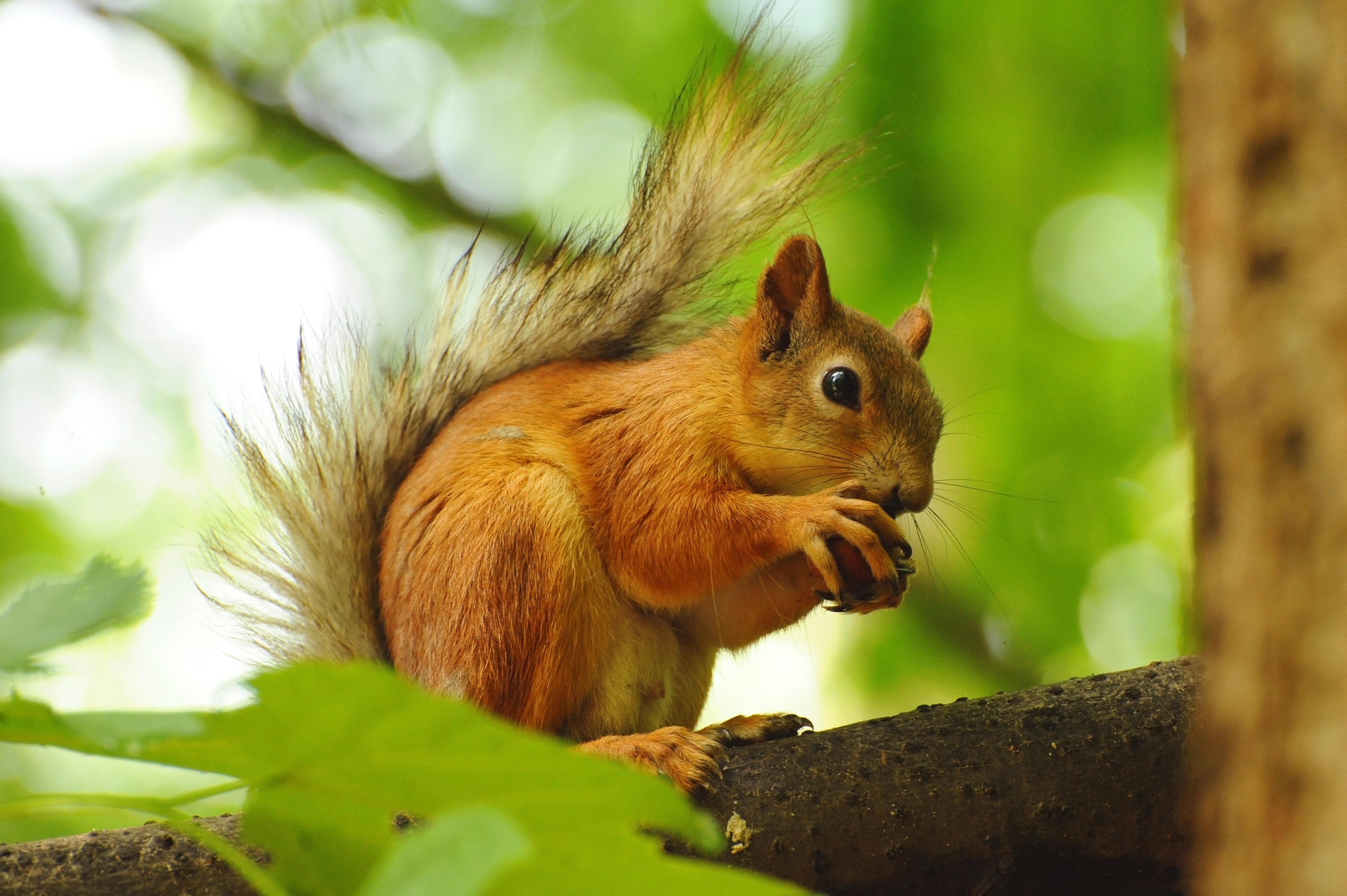 Cool Squirrel Wallpapers