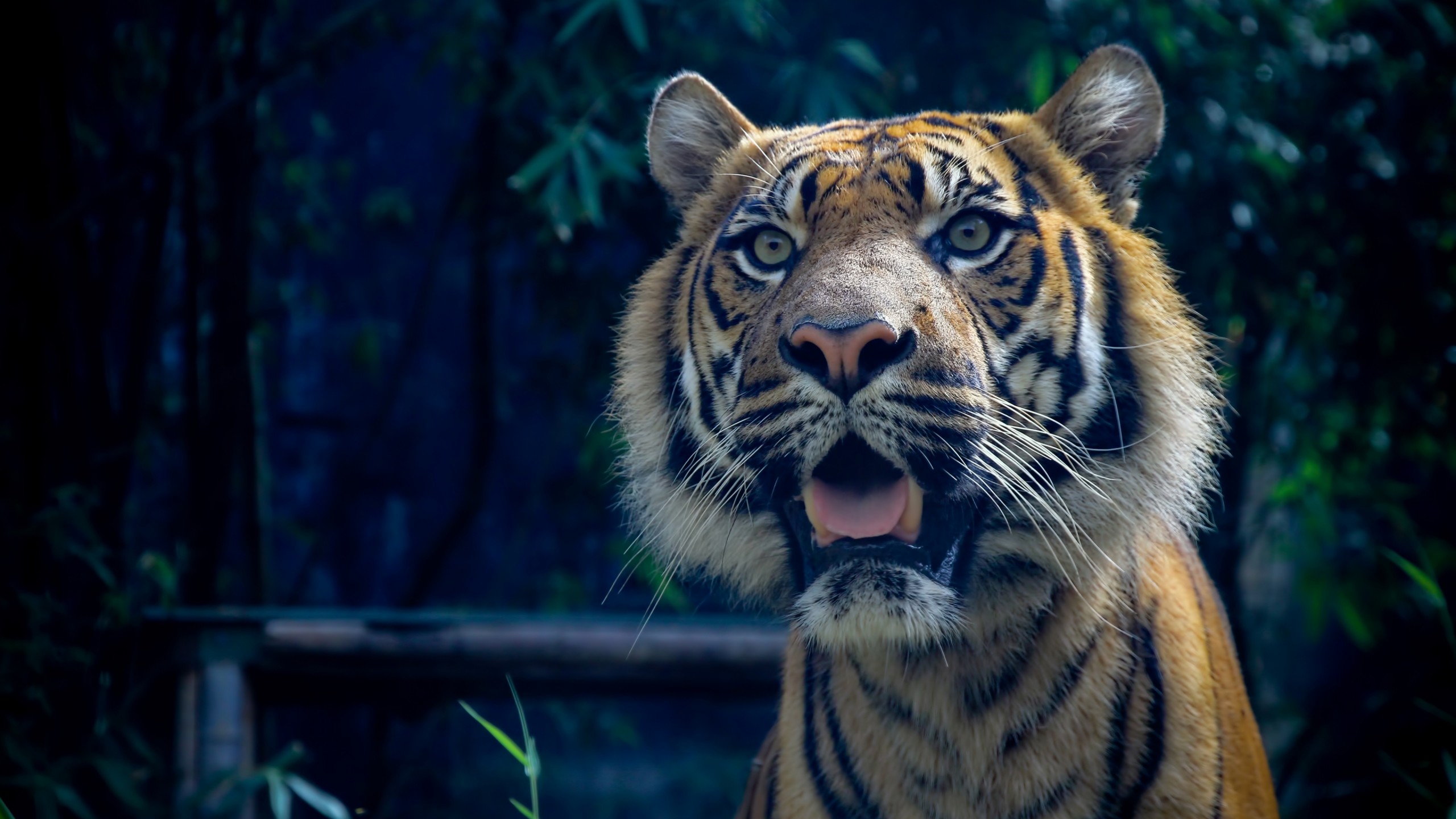 Cool TigerWallpapers