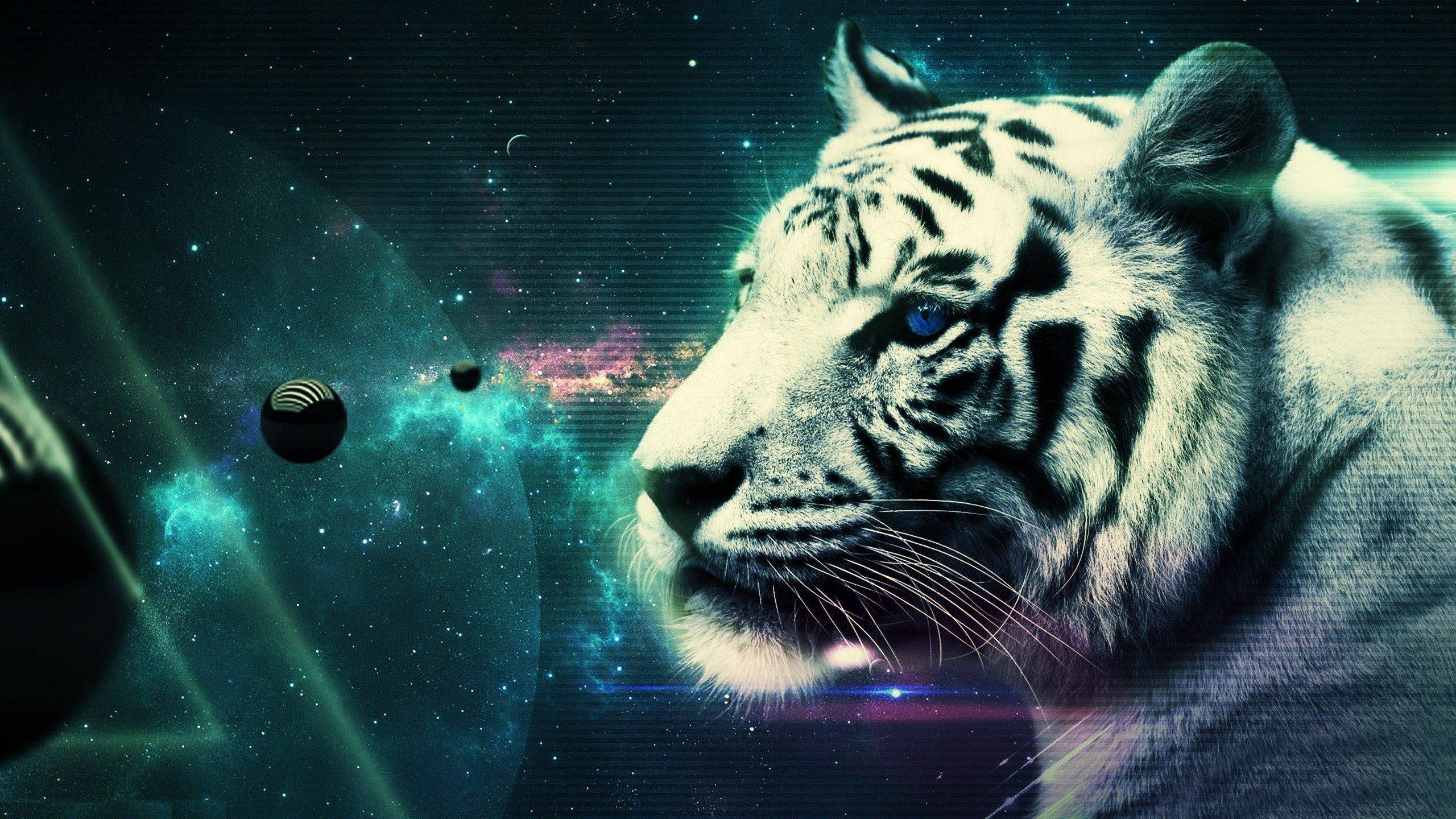 Cool TigersWallpapers